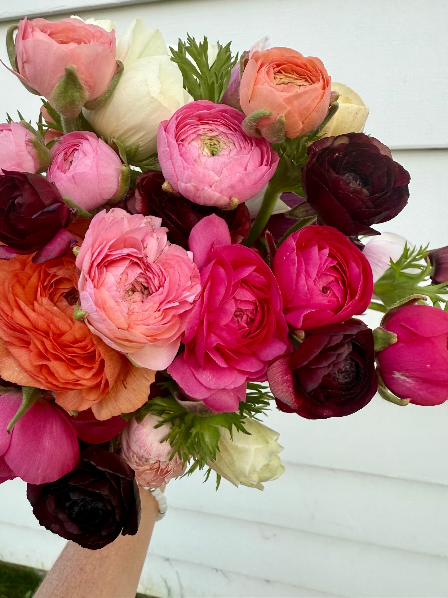 Ranunculus Amandine Black