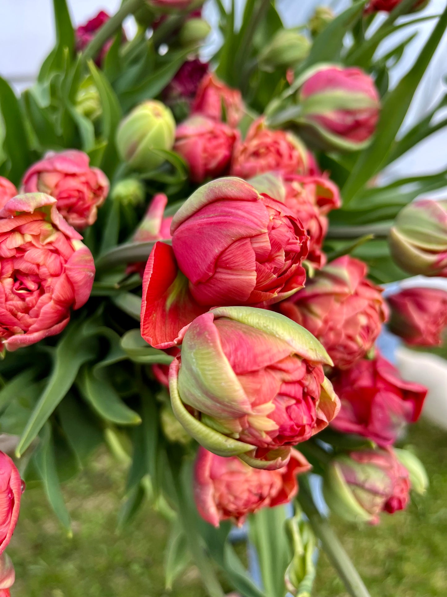 Tulip Copper Image
