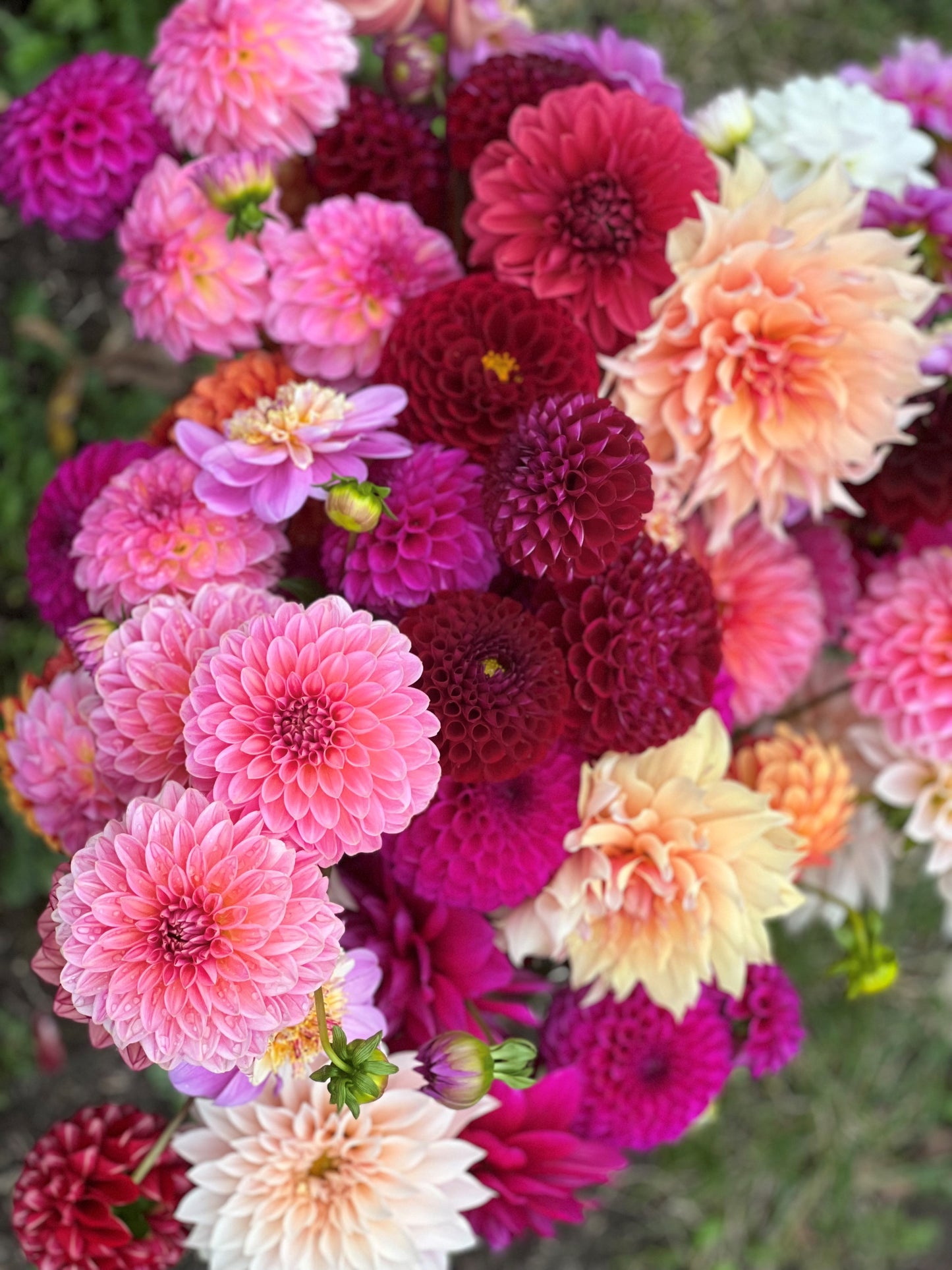 I WANT IT ALL - Delivery 2026!