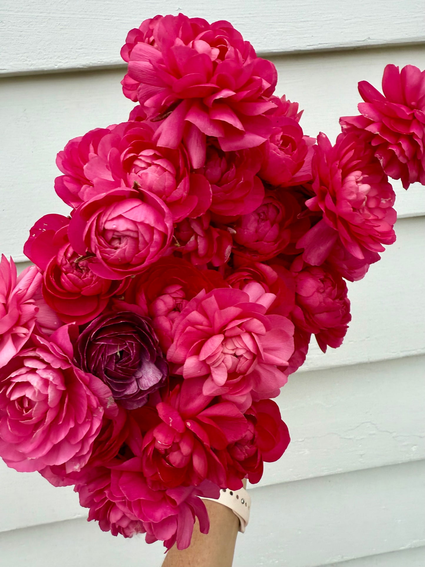 Ranunculus Amandine BonBon