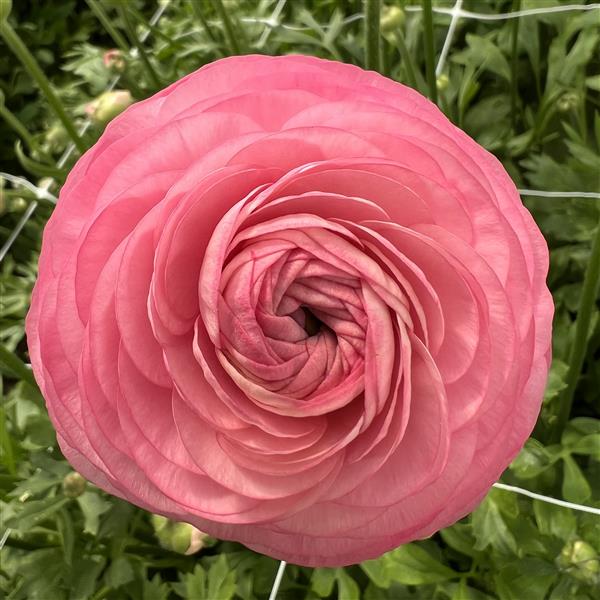 Ranunculus Amandine Pastel Pink