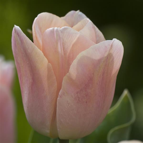Tulip Apricot Beauty