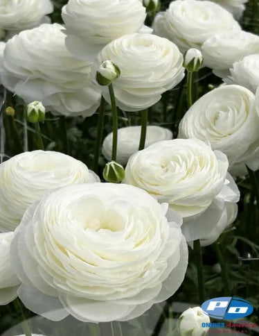 Ranunculus Cloni Success Niveo