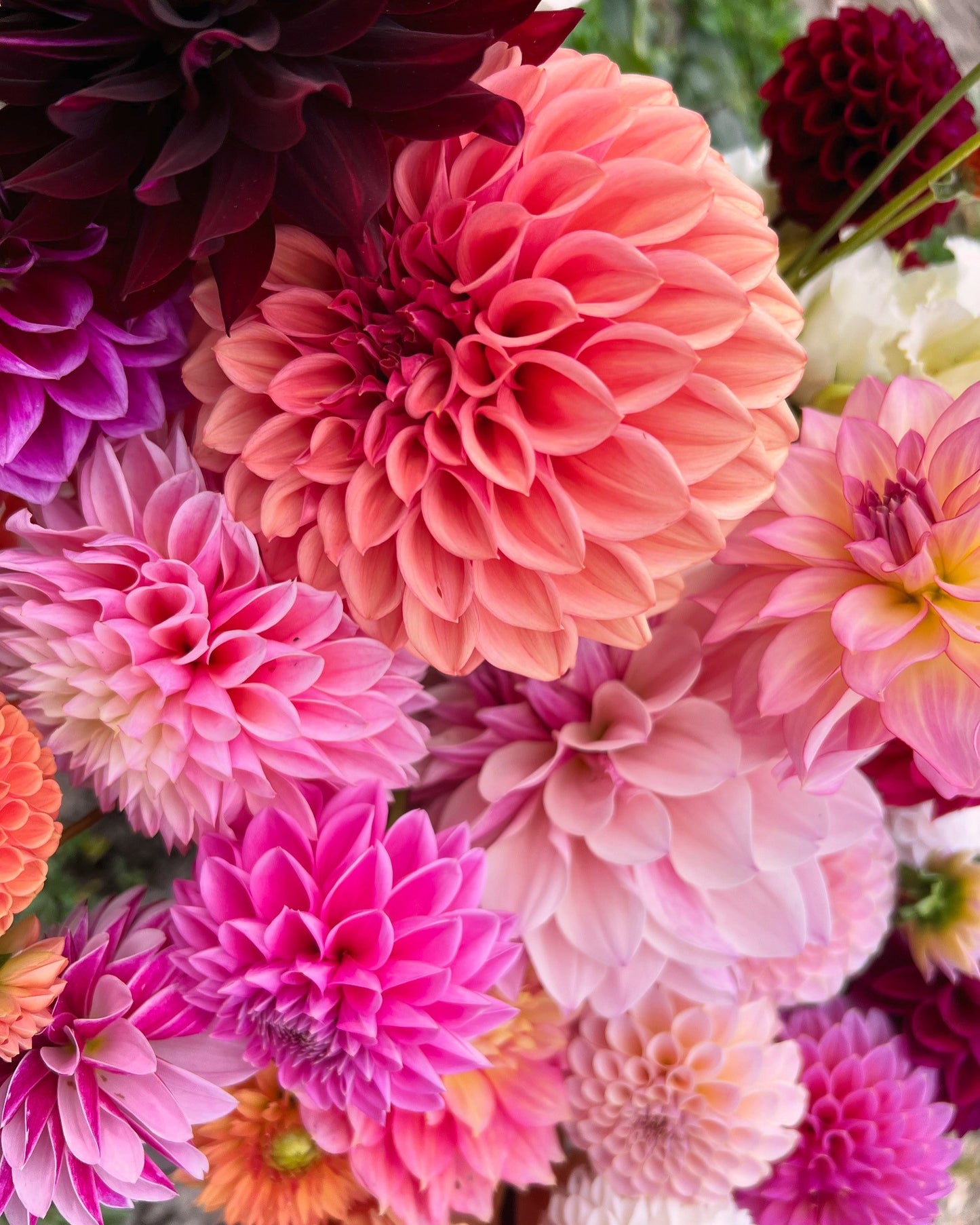 Dahlia Subscription - Delivery 2026!