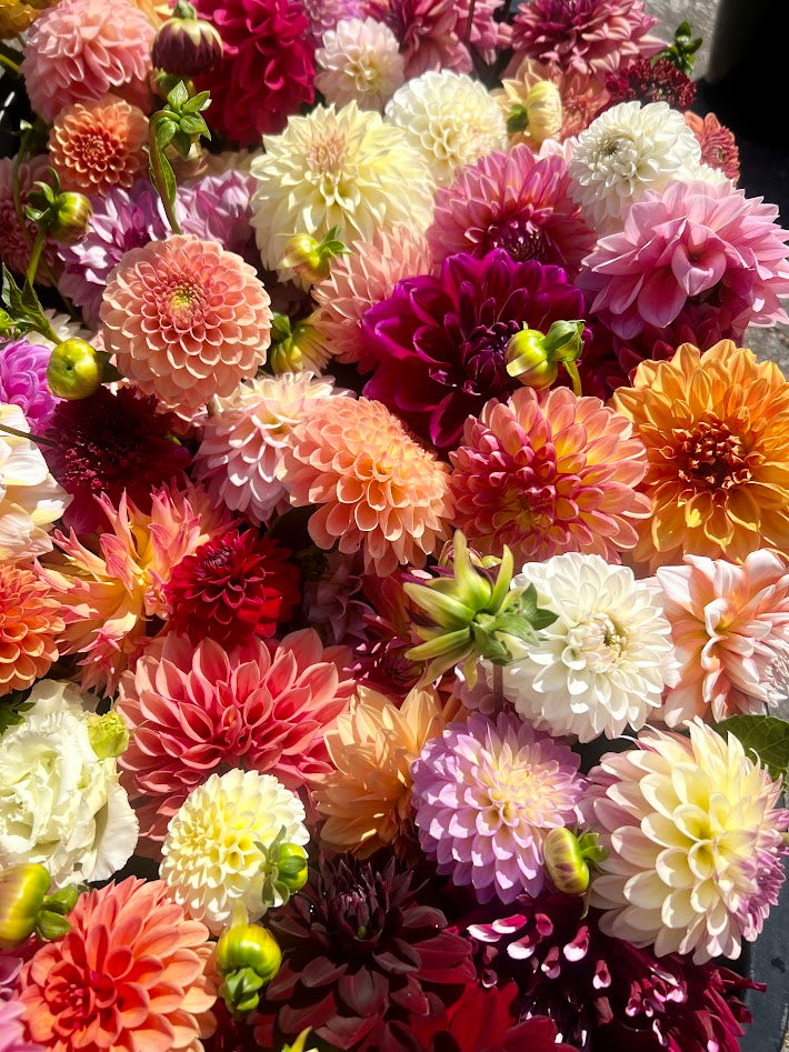 U-Pick Dahlias, Thursday, September 4th, 2025 at 6:00PM