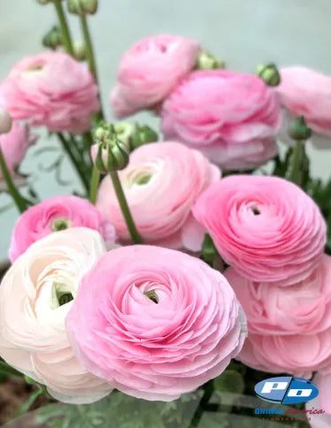 Ranunculus Elegance Rosa Chiaro