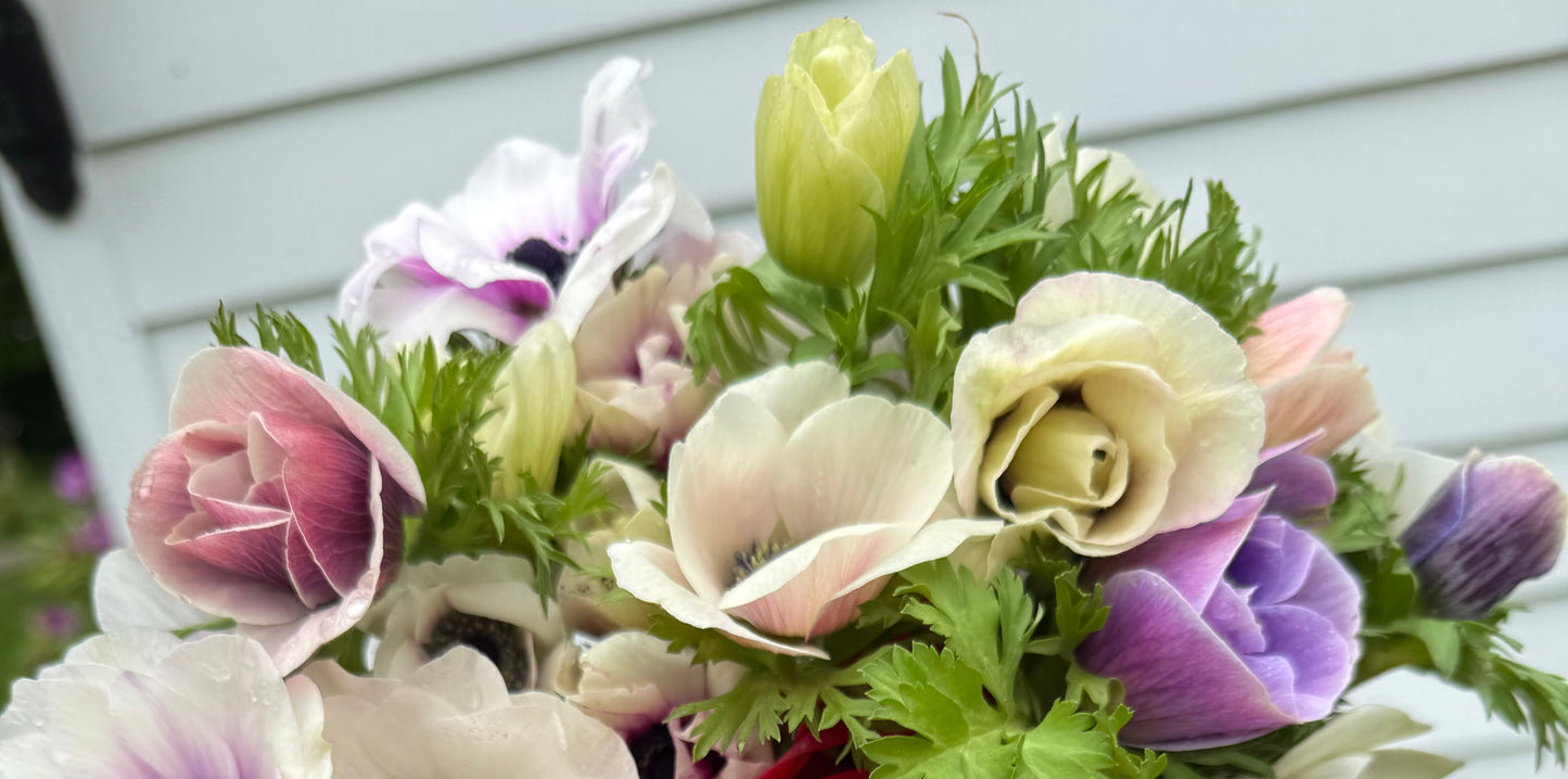 Anemone Galilee Pastel Mix