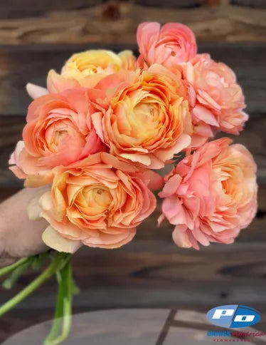 Ranunculus Cloni Grand Pastel