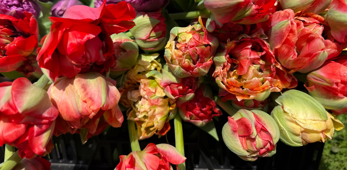 Tulip Gudoshnik Double