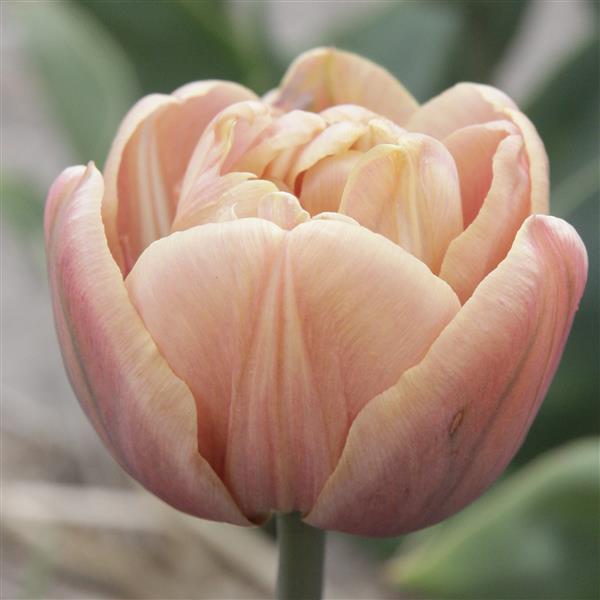 Tulip La Belle Epoque