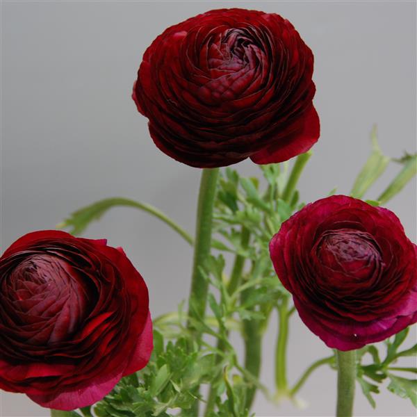 Ranunculus LaBelle Violet