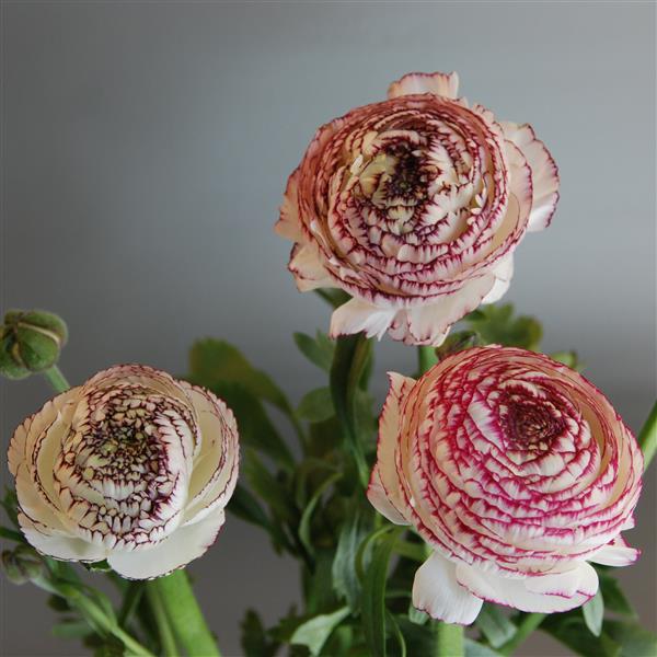 Ranunculus LaBelle White Picotee