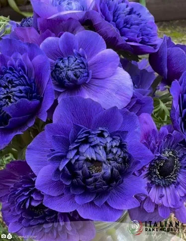 Anemone Levante Blu
