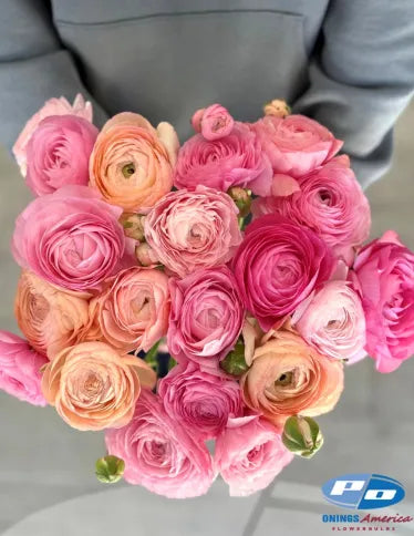 Ranunculus Elegance Pastello