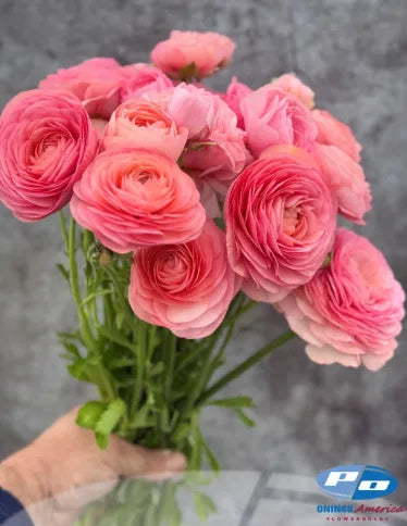 Ranunculus Elegance Salmone