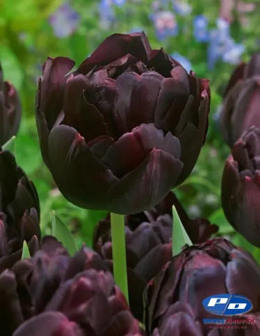 Tulip Black Hero