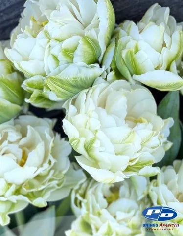 Tulip Mount Tacoma