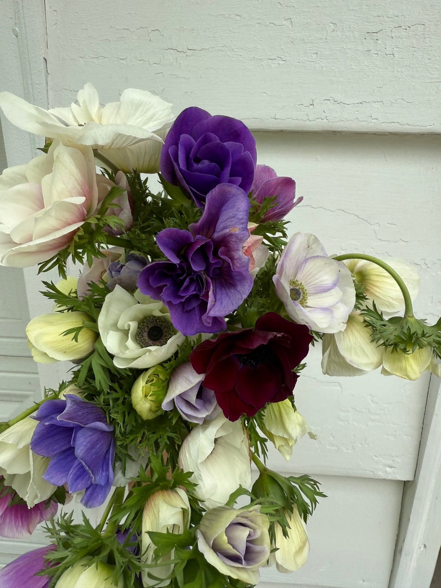 Anemone Carmel White