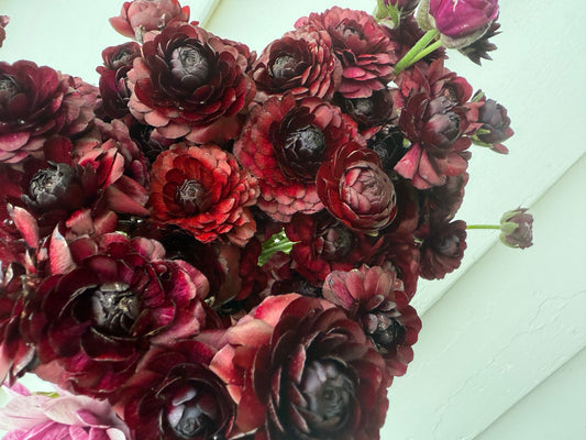 Ranunculus Amandine Black