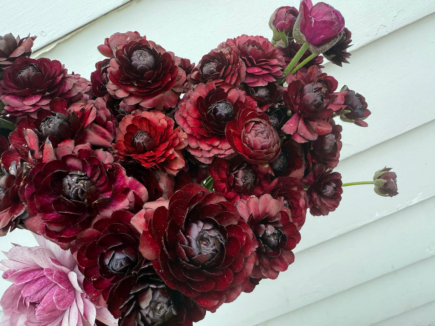 Ranunculus Amandine Black