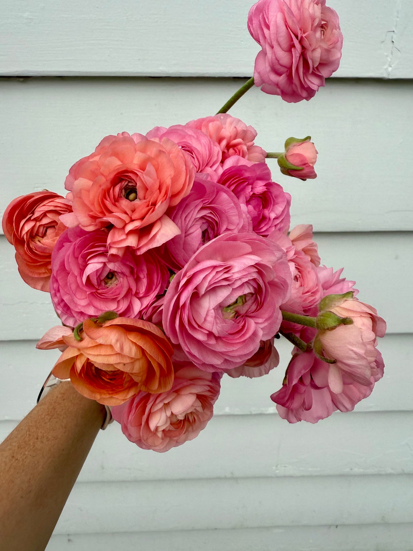Ranunculus Amandine Pastel Mix