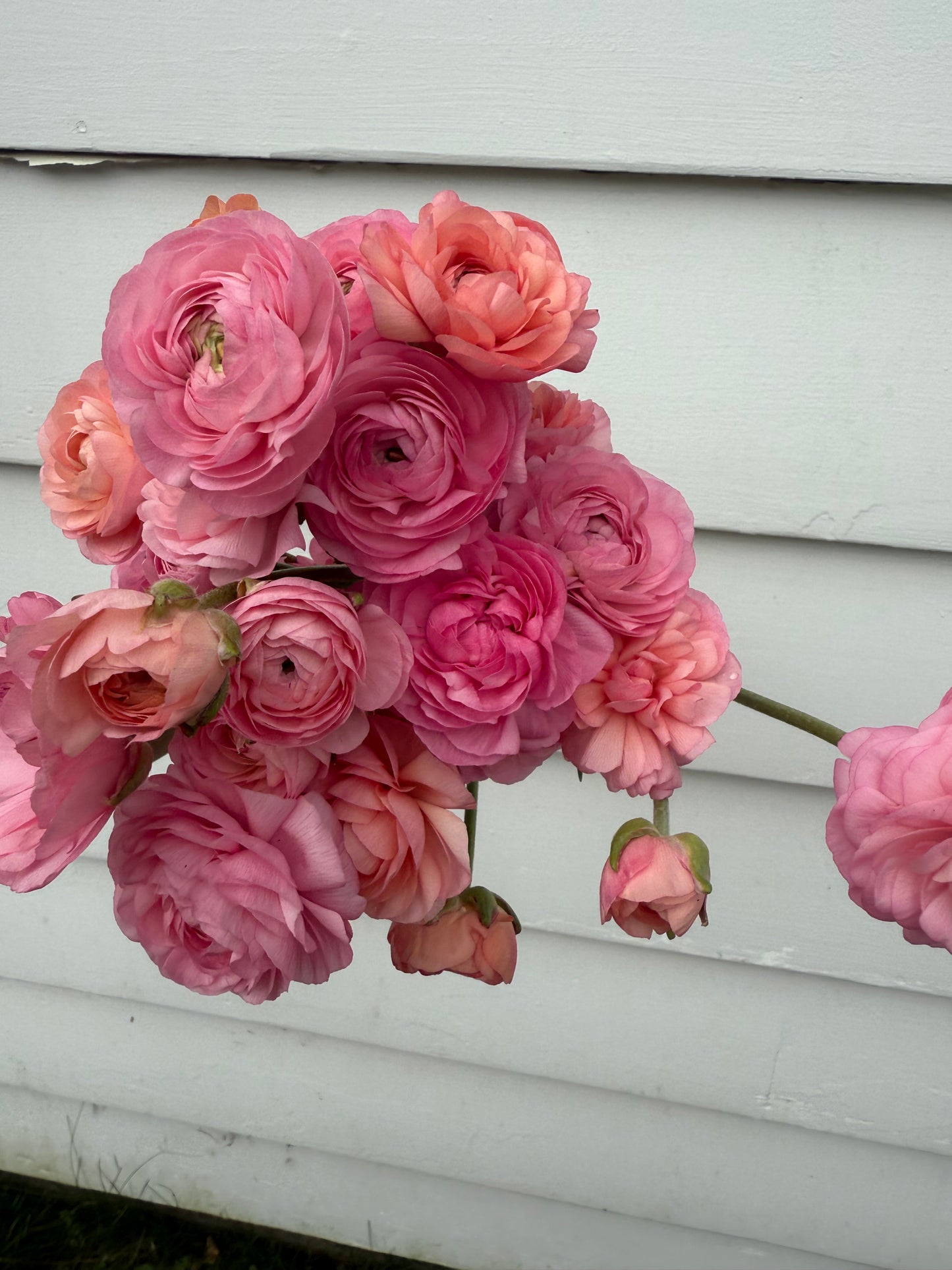 Ranunculus Amandine Pastel Mix