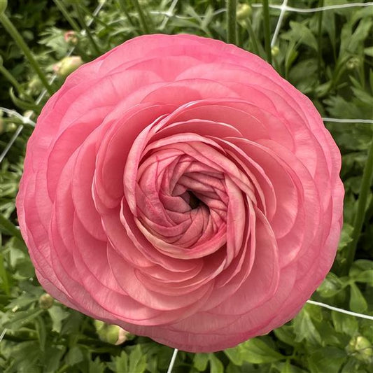 Ranunculus Amandine Pastel Pink