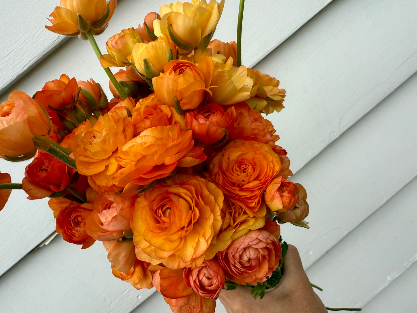Ranunculus Amandine Salmon