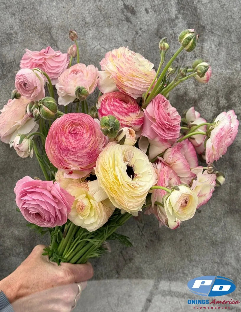 Ranunculus Elegance Bianco Sfumato