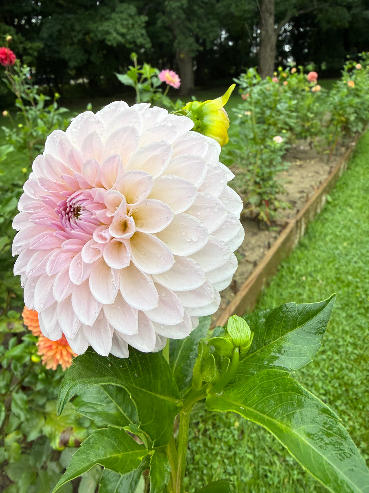 Bloomquist Tory P