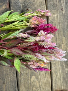 U-Pick Flower Experience at Endress Acres