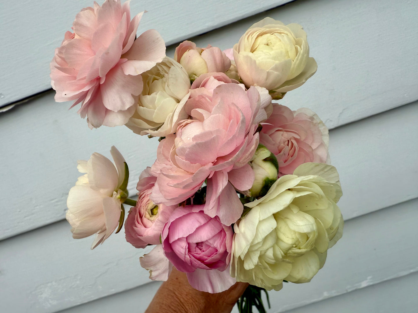 Ranunculus Amandine Chamallow