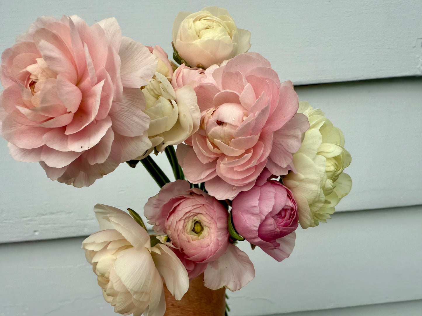 Ranunculus Amandine Chamallow