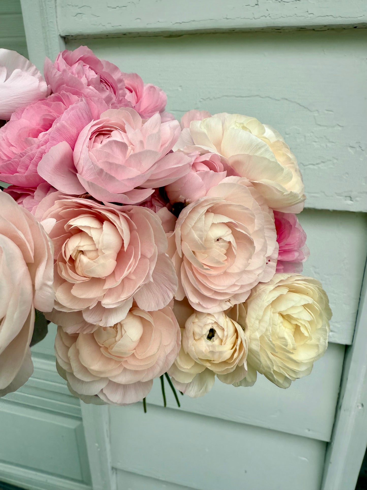 Ranunculus Amandine Chamallow