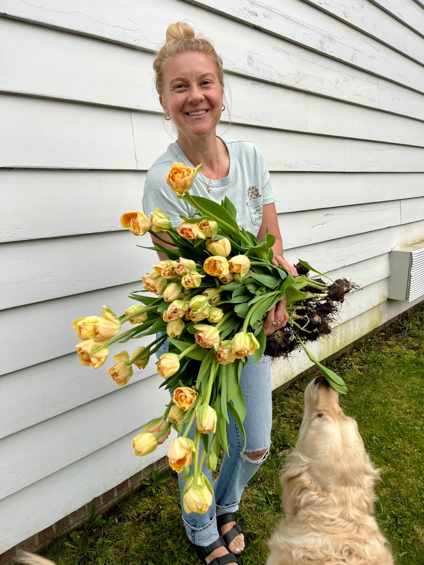 Tulip Charming Beauty