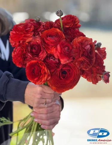 Ranunculus Elegance Cioccolato