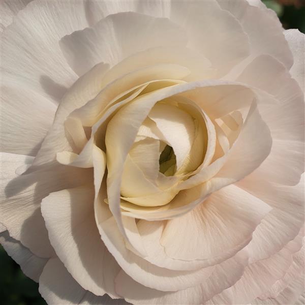 Ranunculus Clone Ginette