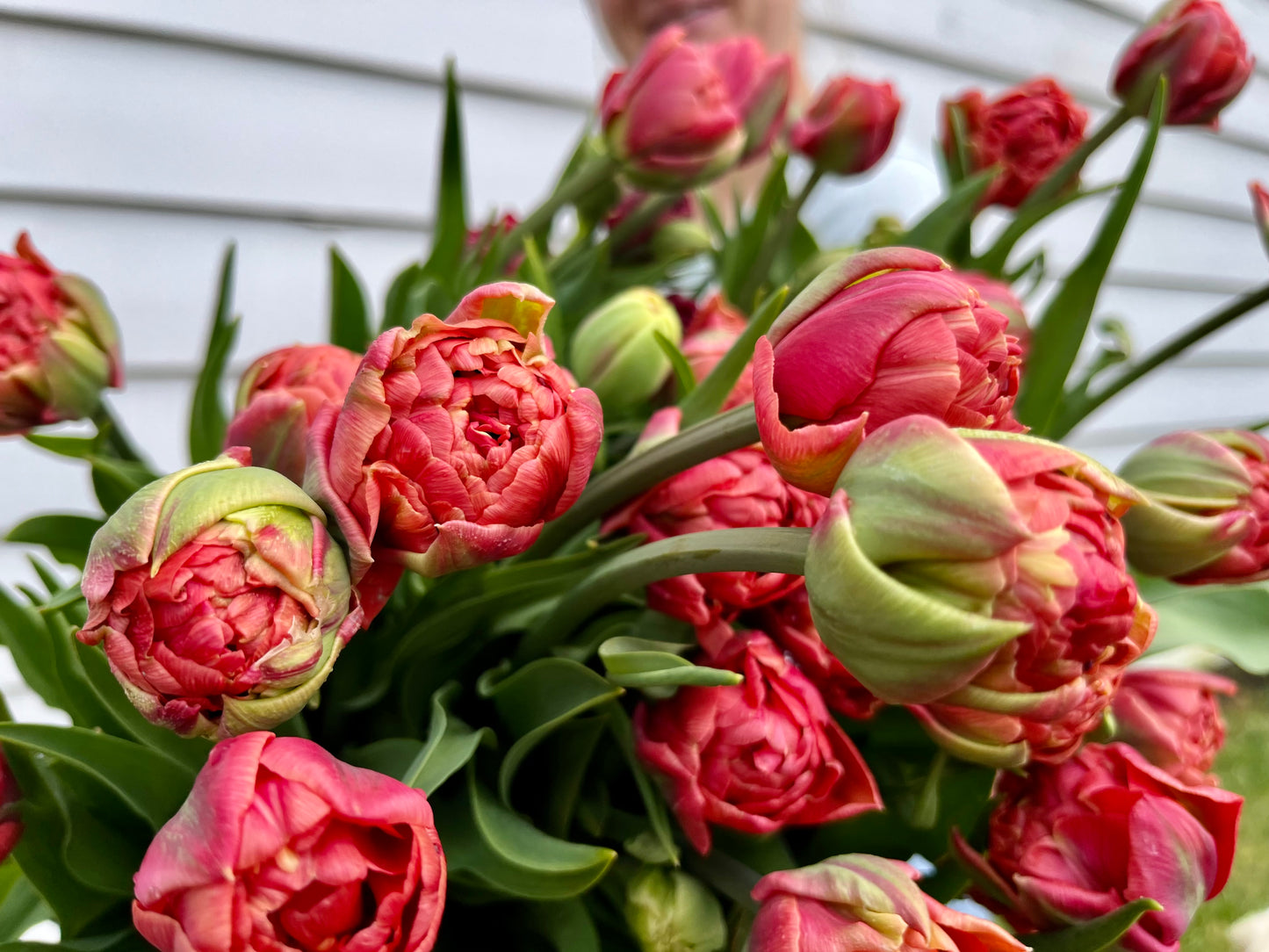 Tulip Copper Image