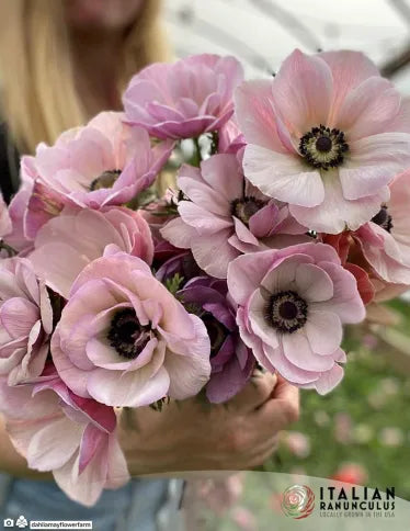 Anemone Mistral Plus Rarity