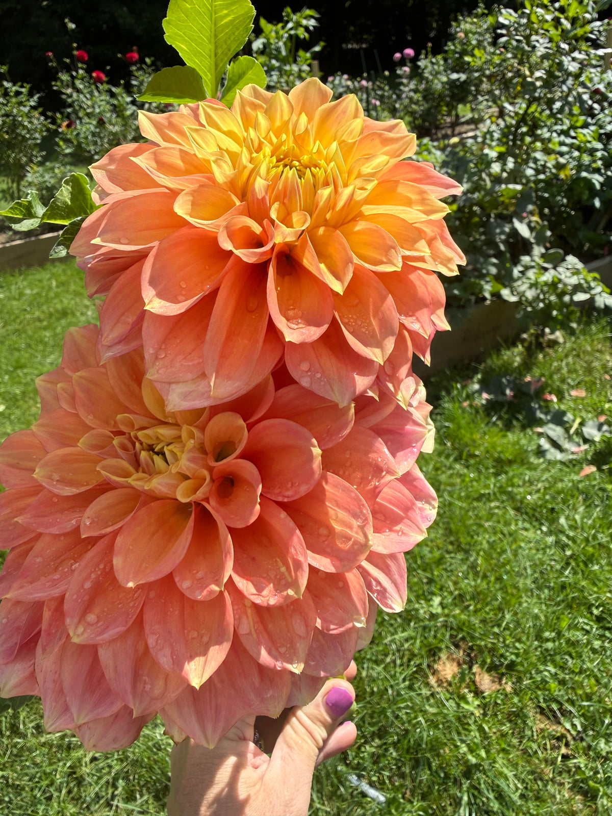 Everbloom Rockmelon