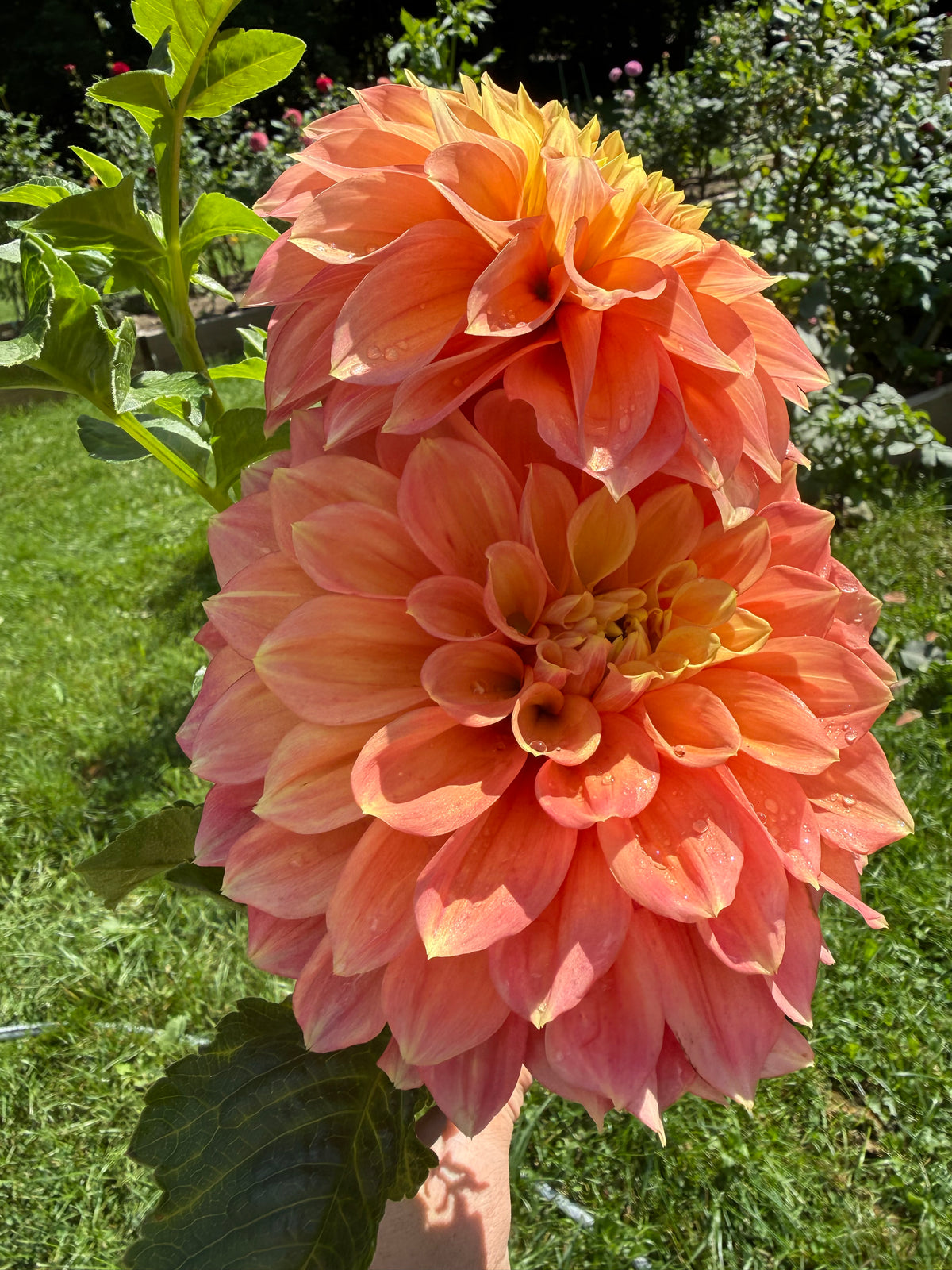 Everbloom Rockmelon