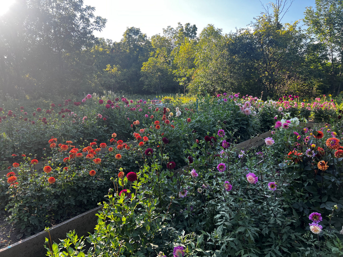 Donuts and Design at Endress Acres