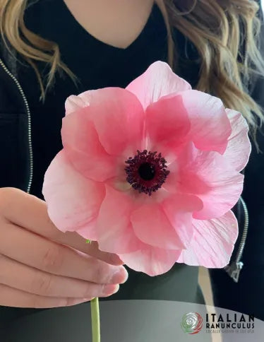 Anemone Mistral Rosa Chiaro