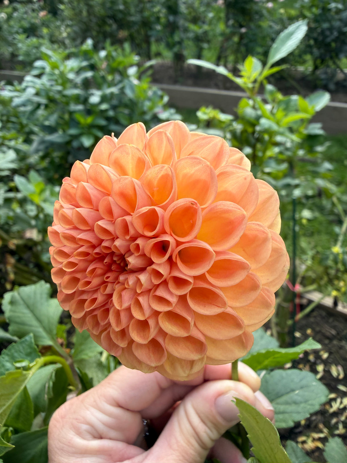 Florelie Angostura
