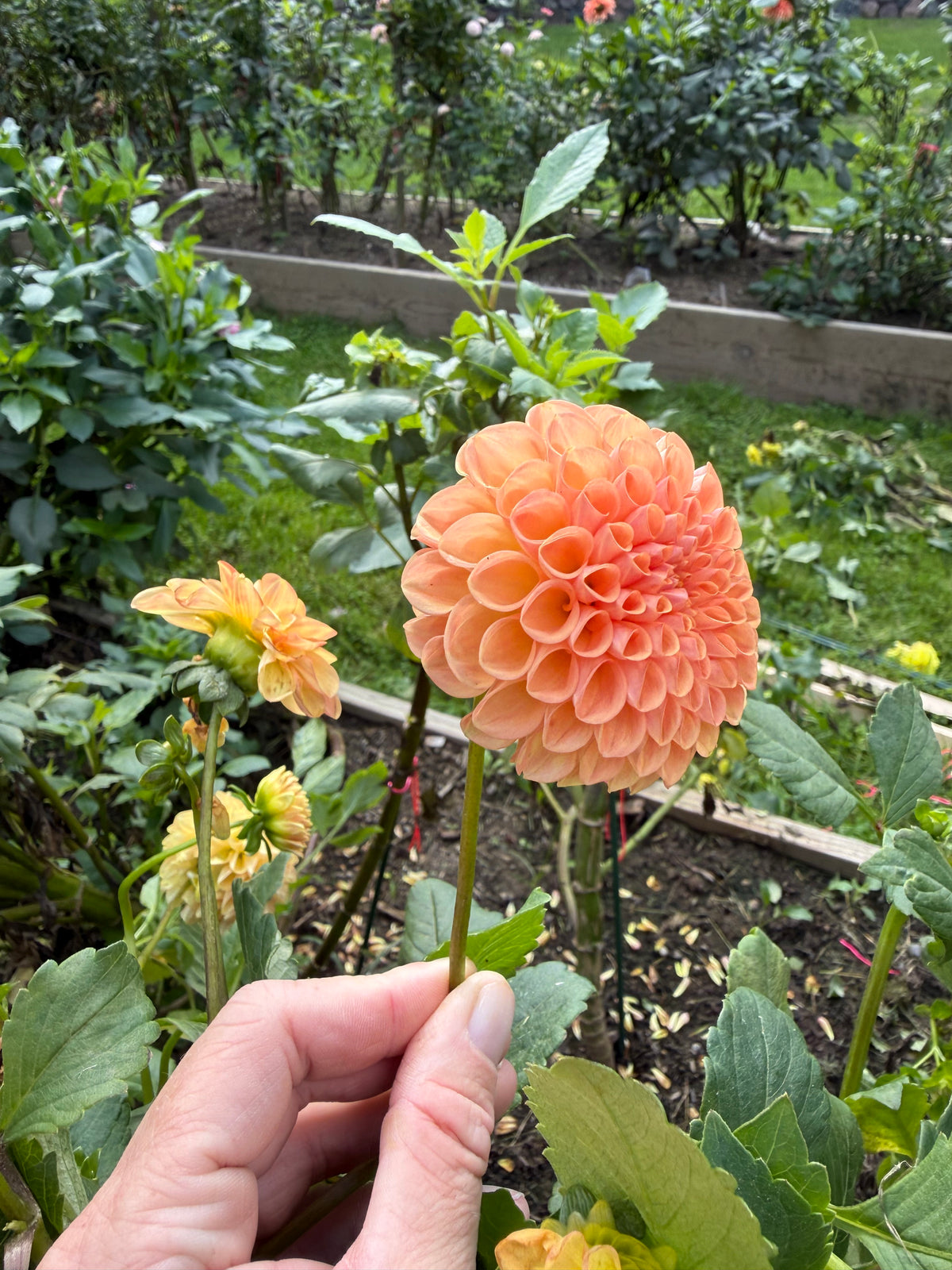 Florelie Angostura