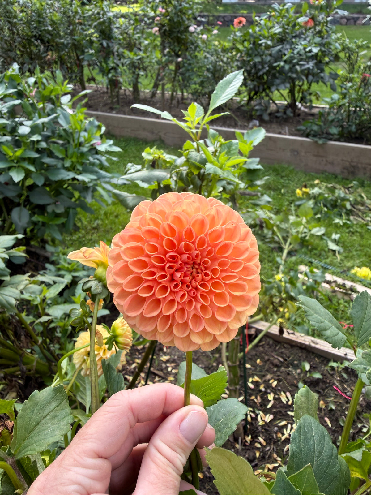 Florelie Angostura