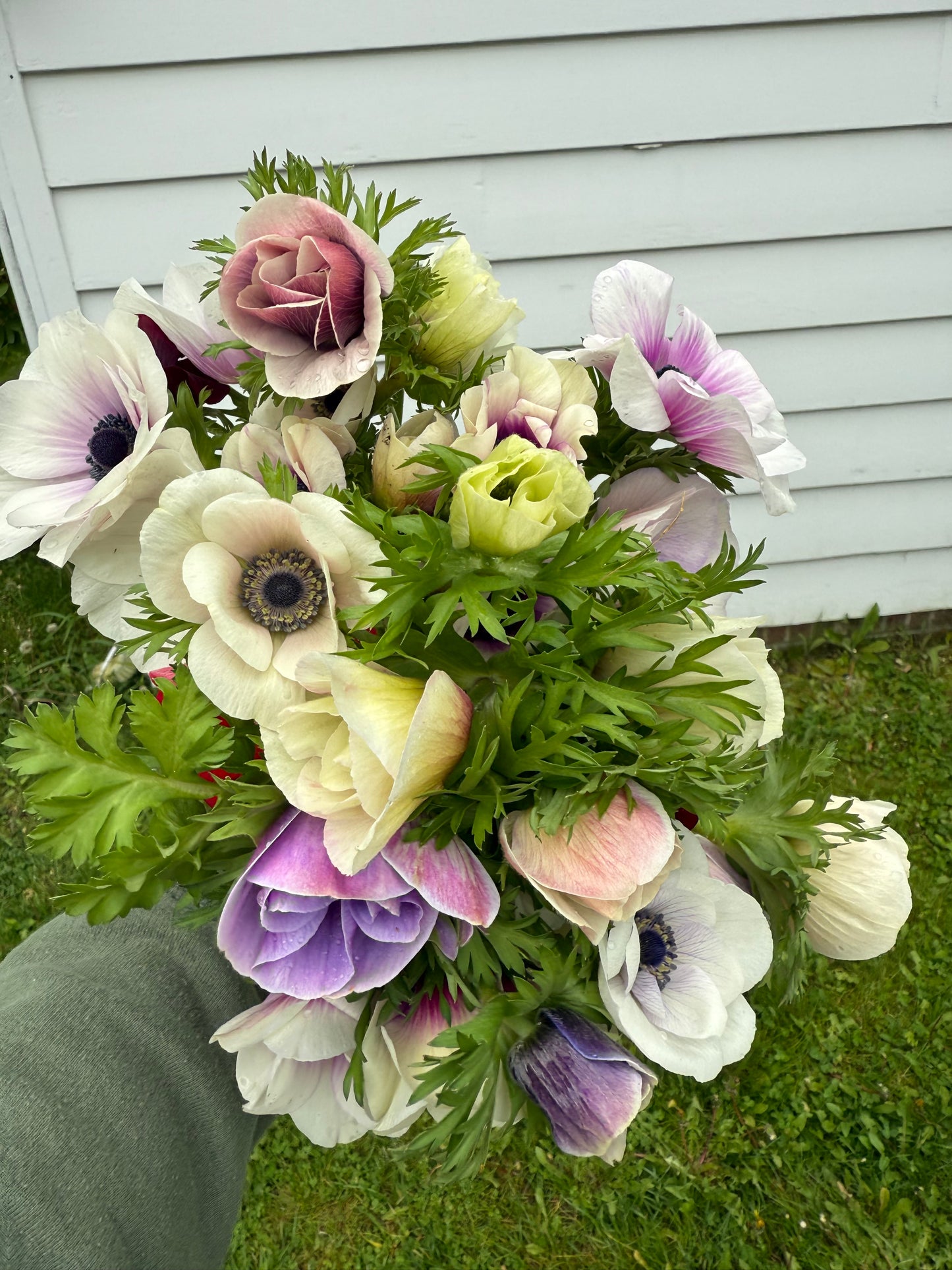 Anemone Galilee Pastel Mix