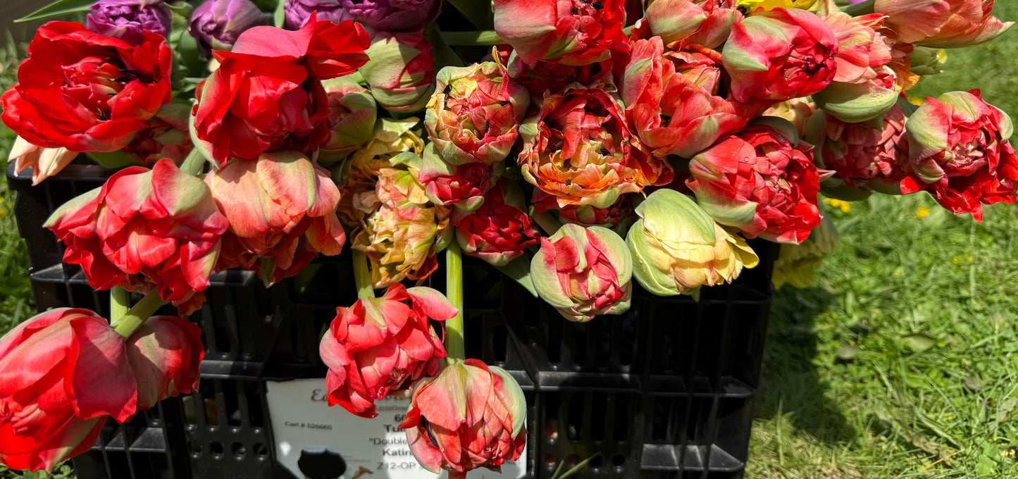 Tulip Gudoshnik Double