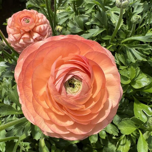Ranunculus Half Clone Tango