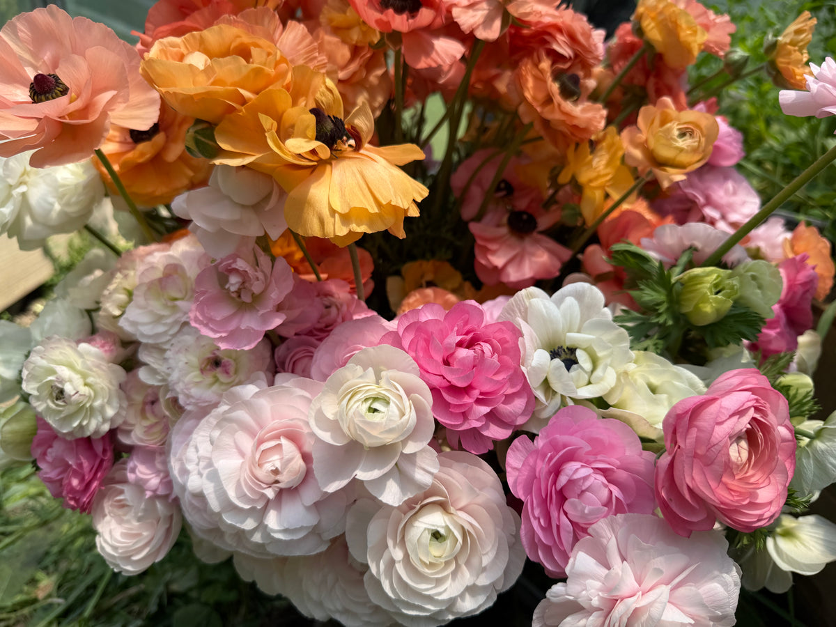 Ranunculus Italian Cloni Success Hanoi